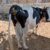 گاو شیری هلشتاین اصیل ۲۵کیلو شیر - تصویر1