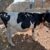 گاو شیری هلشتاین اصیل ۲۵کیلو شیر - تصویر2