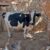 گاو شیری هلشتاین اصیل ۲۵کیلو شیر - تصویر3