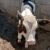 گاو شیری هلشتاین اصیل ۲۵کیلو شیر - تصویر5